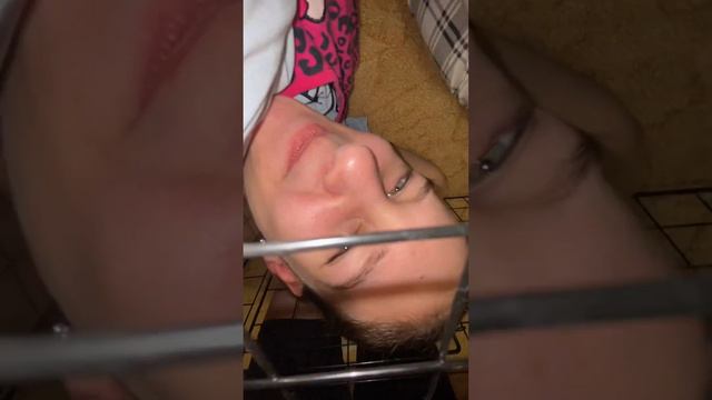 Лапы в мире