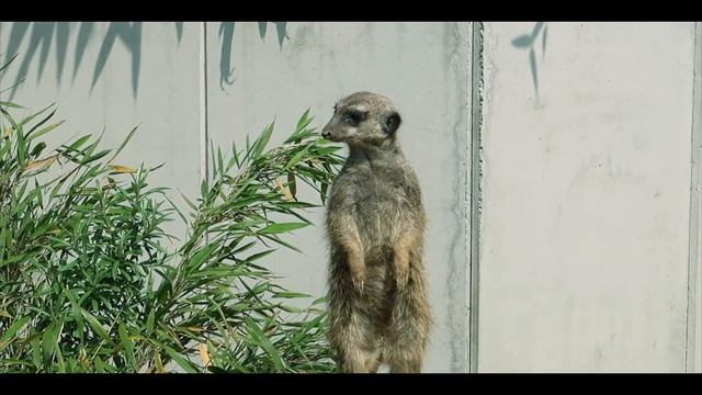 Fotografie REVIEW - Sind FARBLINSEN für die INSTAX Mini nützlich? I Lomtro смотреть онлайн