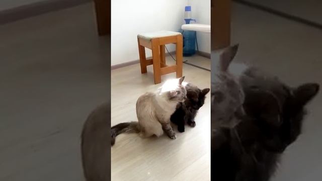 Самые ласковые кошки. смотреть онлайн