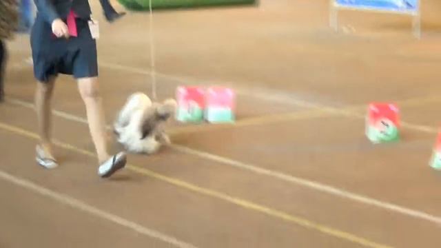 23 сука чемп ( THUNDERCLAP LUCKY BREEZE) и сравн цациб рез цациб смотреть онлайн