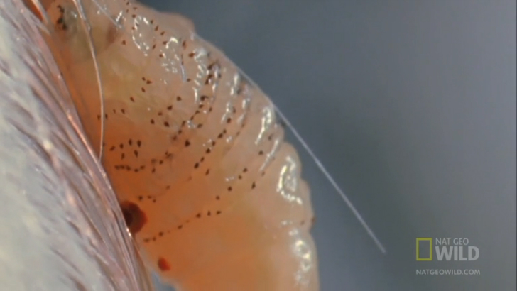 Оводы - человеческий кожный овод (лат. Dermatobia hominis) смотреть онлайн