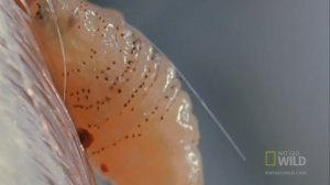 Оводы - человеческий кожный овод (лат. Dermatobia hominis)