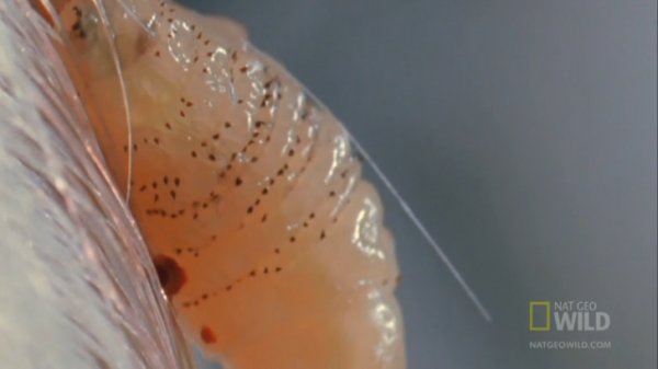 Оводы  - человеческий кожный овод (лат. Dermatobia hominis)