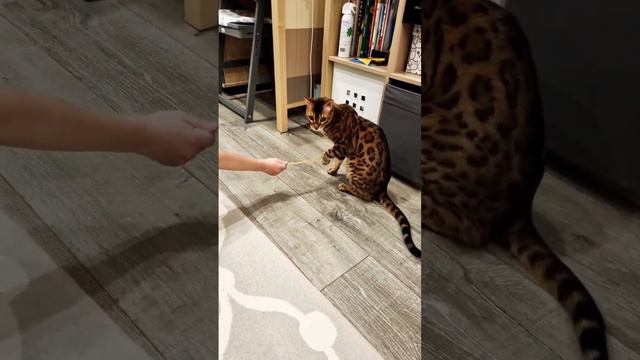 #котик #бенгал милый мой Торян смотреть онлайн