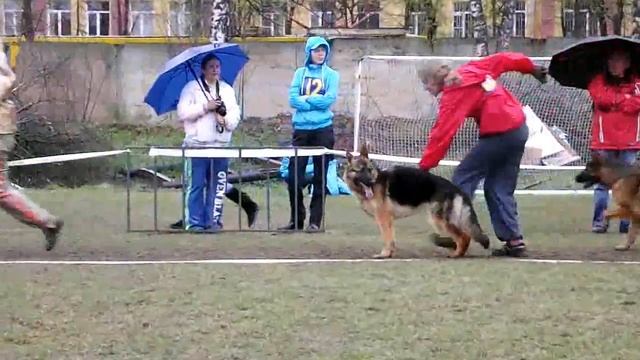 ПОДРОСТКИ СУКИ ринг _ RussianSiegerZuchtSchau 2013