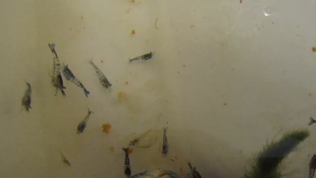 Креветки в аквариуме и новорожденные креветки смотреть онлайн