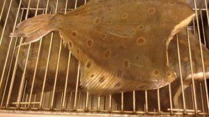 Копчение рыбы в домашних условиях. Камбала