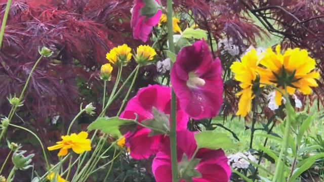 Middle of June Updates… Climbing Roses by the fences, Hydrangeas, Forever and ever pink rose & more смотреть онлайн