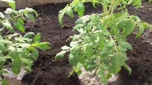 Как высаживаю томаты в теплицу для раннего урожая. 22 марта. Ольга Чернова