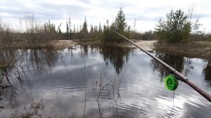 ДОГОНЯЛИ НА РЫБАЛКЕ МОХТИКА (ЕЛЬЦА СЕВЕРНОГО) ВЕСЕННЕГО)))! РЫБАЛКА  НА ПОПЛАВОК ВЕСНОЙ ПО РАЗЛИВАМ