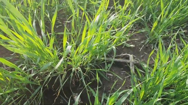 Жидкое азотное удобрение КАС 32 для подкормки озимой пшеницы. смотреть онлайн