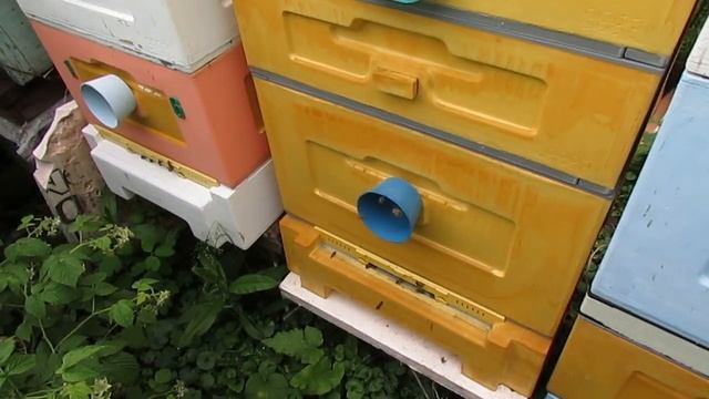 июнь на пасеке - вторая обработка пчел в июне от клеща Варроа пихтовым маслом в 12 рамочном Дадане смотреть онлайн