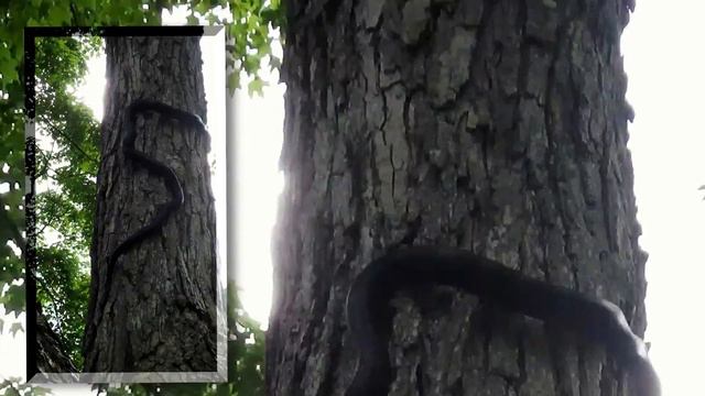 Tree climber смотреть онлайн