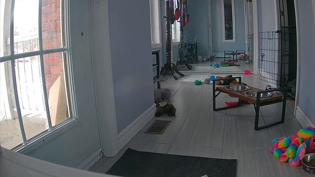 Хаски когда воет на волка похожа. Наш волк растёт смотреть онлайн