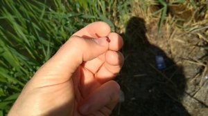 Клюет или не клюет?! Искусственный червь миф или реальность!!! Смотреть всем!