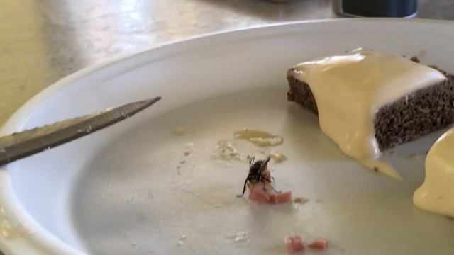 Чем питаются осы или вкусные сосиски. Видео осы, которая пытается унести сосиски. Рыбалка дикарями смотреть онлайн