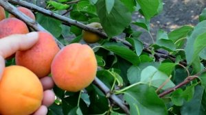 Поздний Абрикос  Фарбели   persikovod.com