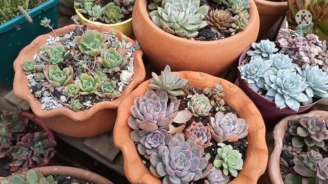 Suculentas Resistentes E De Fácil Cultivo