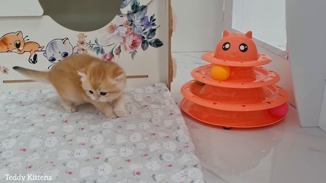 Four PLUSH kittens are exploring their new home ? смотреть онлайн