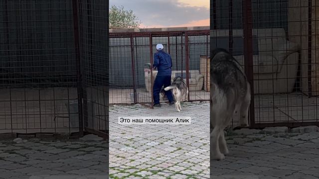 Да да. Я вообще не иду, зашибут. #собаки #алабай #животные смотреть онлайн