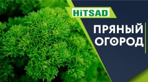 Пряный огород на даче ✔️ Клумба пряных трав