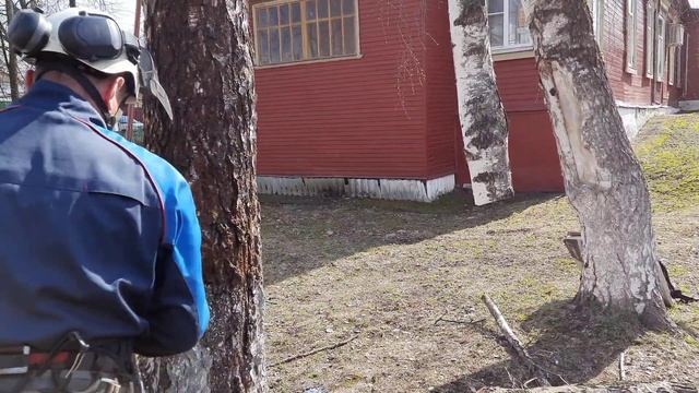 Привязали березу и спилили дерево по частям возле дома Cut down the tree in parts смотреть онлайн