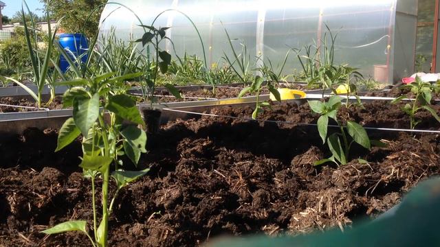 САЖАЮ ГОРЬКИЙ ПЕРЕЦ. смотреть онлайн