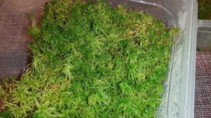 Как вырастить мох сфагнум дома