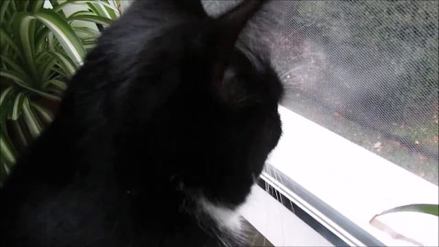 Katze Julie und das Eichhörnchen смотреть онлайн