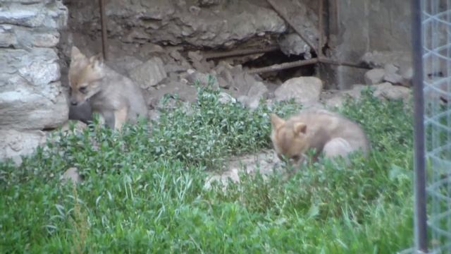Тебердинский заповедник. Щенки шакала