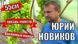 Виноградник Юрия Новикова. Обзор новинок сортов винограда / Сорта винограда