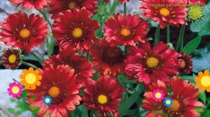 Гайлардия остистая бургундер. Краткий обзор, описание характеристик gaillardia aristata бургундер