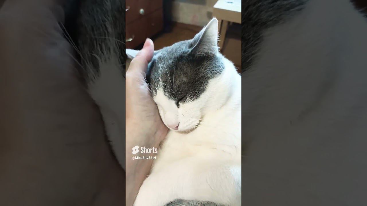 Джек пот. #cat #мурзик #кот #прикол #котик #лайк #юмор #питомец #топ #котики смотреть онлайн