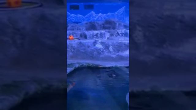 Океанариум Крокус Сити. Кормление кольчатых нерп. 24.10.2021г. смотреть онлайн