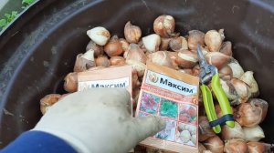 Потратил годовую зарплату?на любимые цветы!???