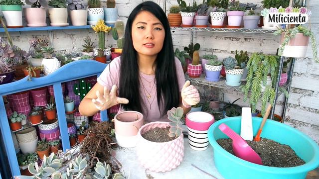 CORTANDO Y TRASPLANTANDO MI KALANCHOE FEDTSCHENKOI QUE CRECIÓ MUCHÍSIMO | MILICIENTAH смотреть онлайн