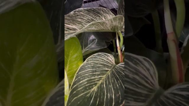 Calathea, White Striped Leaves Way Cool смотреть онлайн