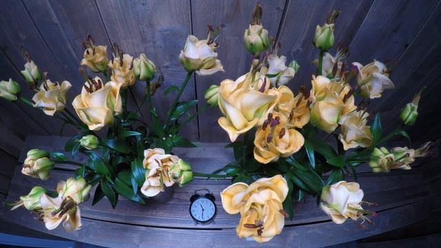 Byfod Time Lapse With Lily Apricot Fudge