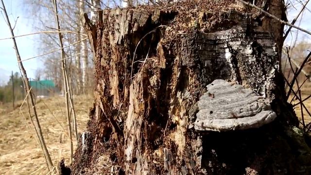 Весна 2017 смотреть онлайн