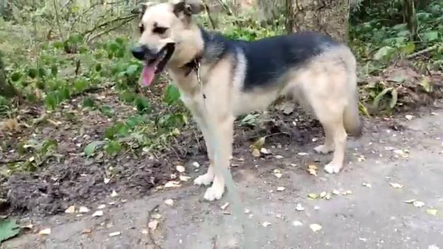 Symiko.ru | Собака Витта ищет дом. Отдаем бесплатно. Собака в дар в добрые руки. смотреть онлайн