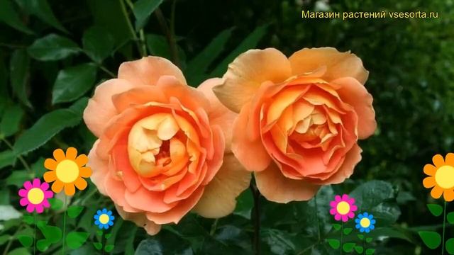 Роза кустовая Пэт Остин. Краткий обзор, описание характеристик, где купить саженцы Pat Austin смотреть онлайн