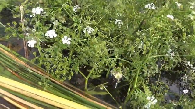 Карп, в Юркино(у паравозника) Тамбовская обл. Сосновский р-н смотреть онлайн