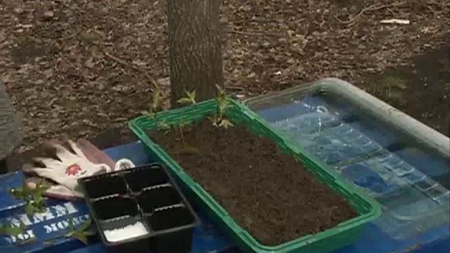 Грядки: узнаем, как можно размножить кустарники