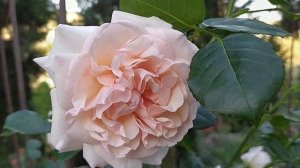 Роза ПЕННИ ЛЭЙН//Rosa Penny Lane