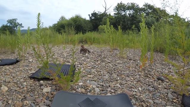 Амба Июль 2015 смотреть онлайн