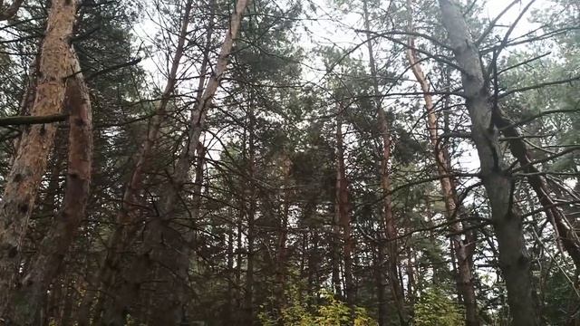 29 октября народный праздник ЛОНГИН СОТНИК. ЧТО МОЖНО И НЕЛЬЗЯ ДЕЛАТЬ... народные приметы и традици смотреть онлайн