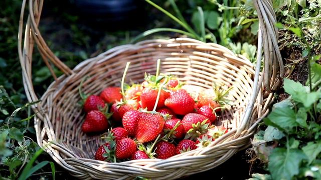 Замовляння від пліток. Чому не можна було їсти ягід до сонцевороту? Що не можна робити 22 червня? смотреть онлайн