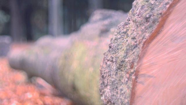 BlackMagic Design Pocket Cinema Camera+Angenieux TEST смотреть онлайн