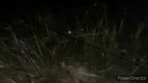 Ловля овсянка дубровник, соловей красношейка, варакушка и т.д. 14.06.20.