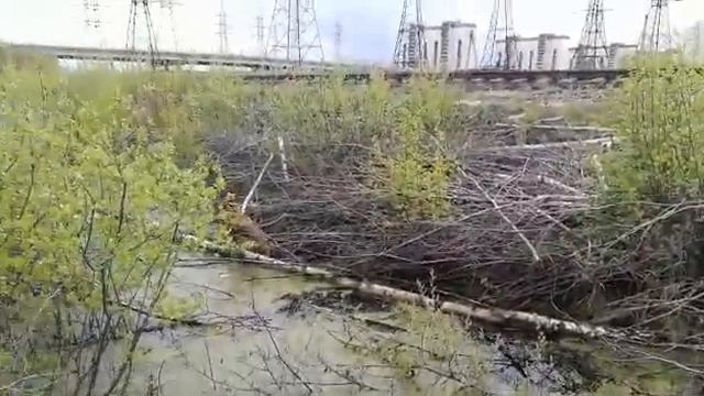 Сначала:"Апорт".Потом:"Куда ты забралась!"😌 смотреть онлайн